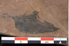 Foto (Detailansicht) von Xylomites drymejae Ettingshausen (NHMW-GEO-2024-0188-0068)